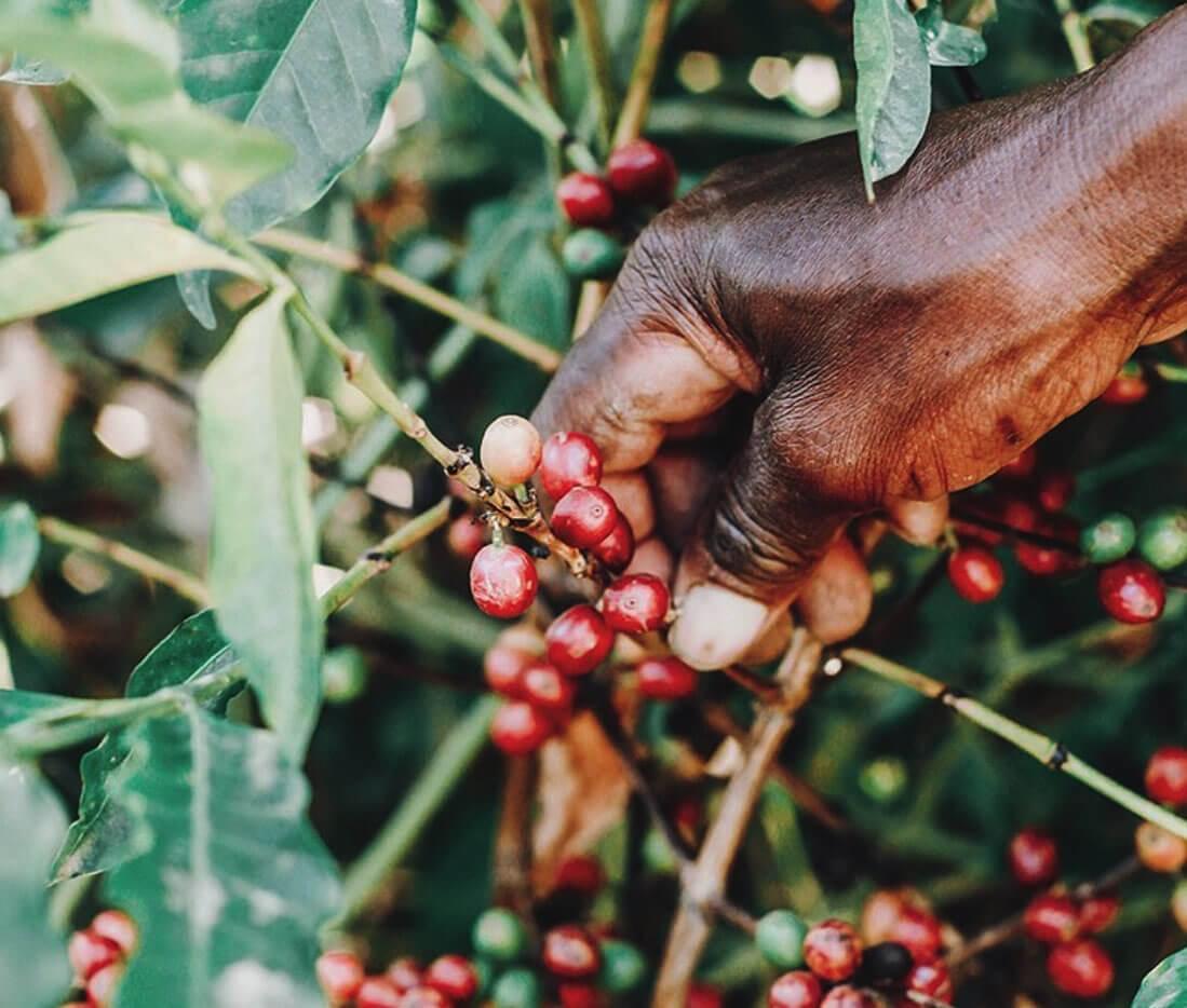 Hand holding coffee cherries