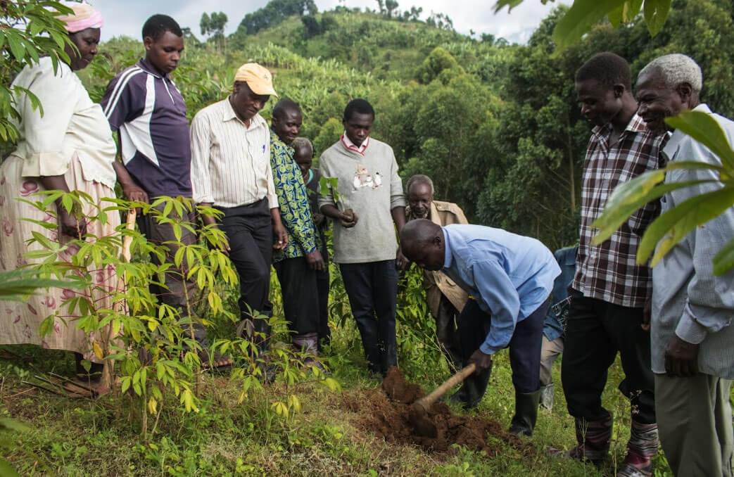 Coffee planting